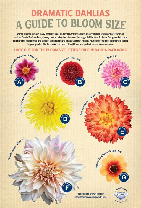 Dahlia Bluetiful - image 2