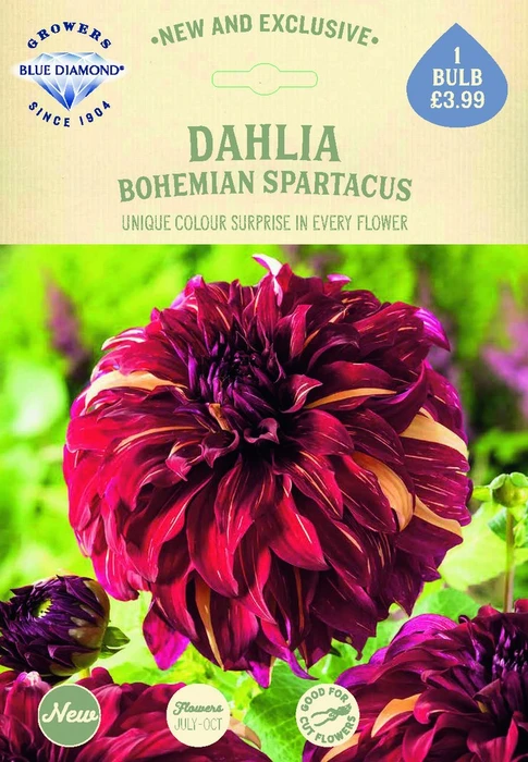 Dahlia Bohemian Spartacus - image 2