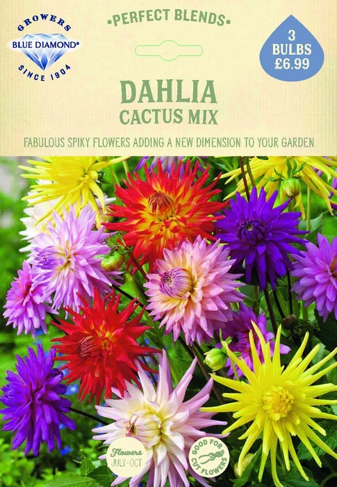 Dahlia Cactus Mix - image 2