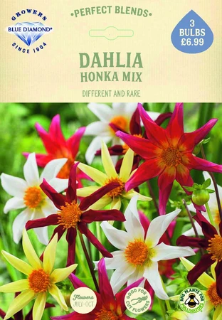 Dahlia Honka - image 2