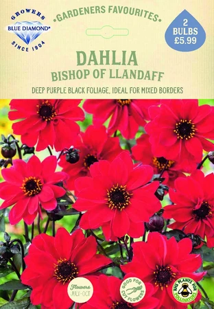 Dahlia Bishop Of Llandaff - image 2