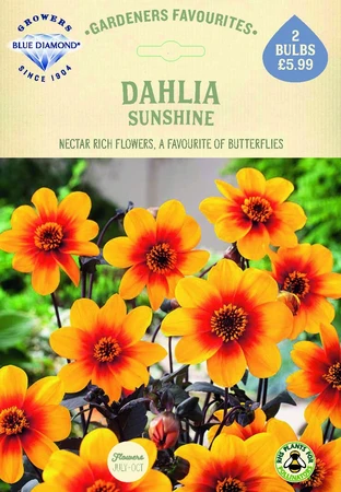 Dahlia Sunshine - image 2