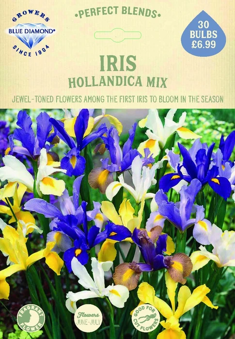 Iris Hollandica Mix - image 2