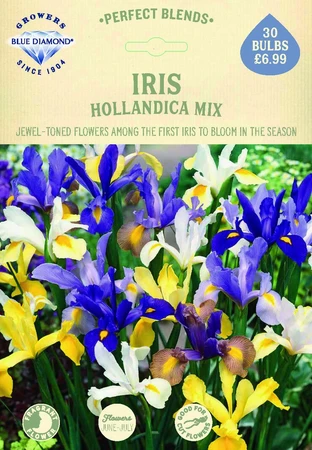 Iris Hollandica Mix - image 2