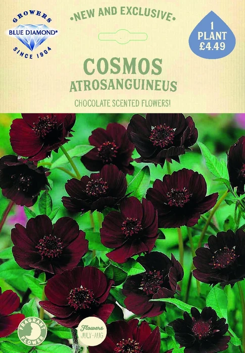 Cosmos Atrosanguineus - image 2