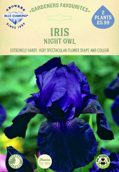 Iris Night Owl - image 2