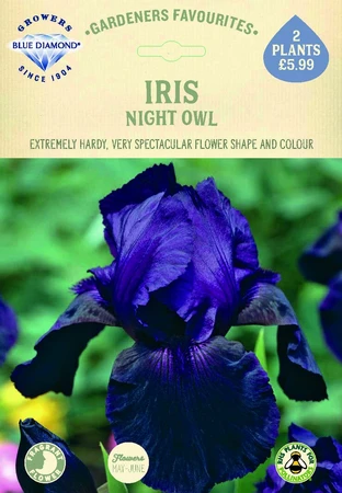Iris Night Owl - image 2