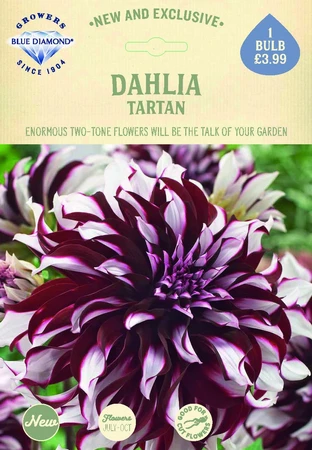 Dahlia Tartan - image 2