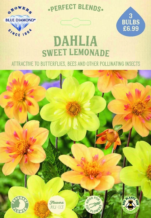 Dahlia Sweet Lemonade - image 2