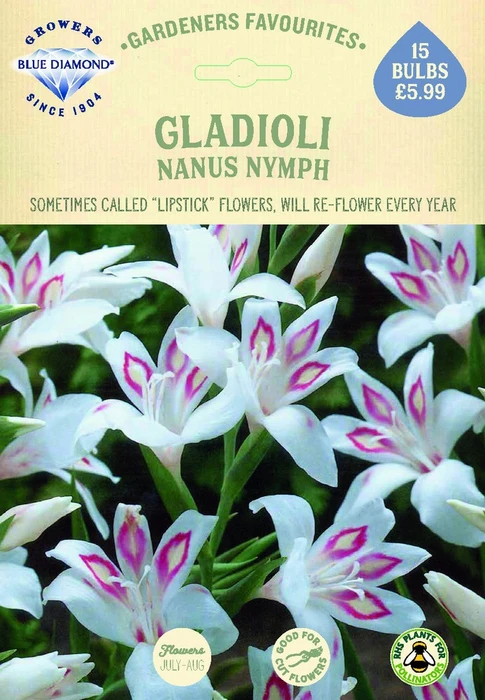 Gladioli Nanus Nymph - image 2