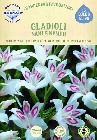 Gladioli Nanus Nymph - image 2