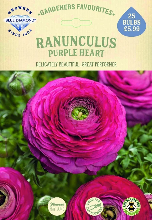 Ranunculus Purple Heart - image 2