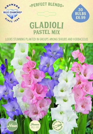 Gladioli Pastel Mix - image 2