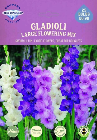 Gladioli Large flowering Mix
