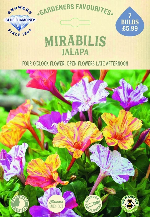 Mirabilis Jalapa - image 2