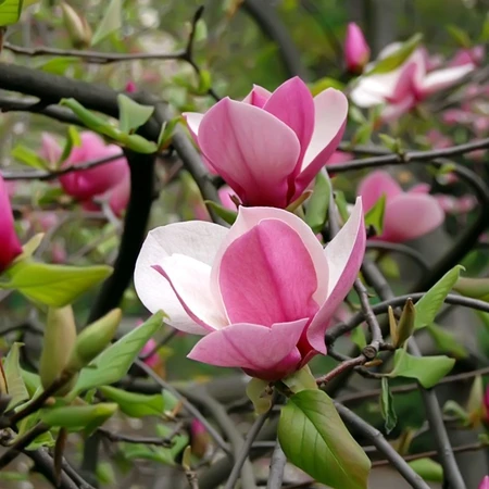 Magnolia Soulangeana Alexandrina 3L