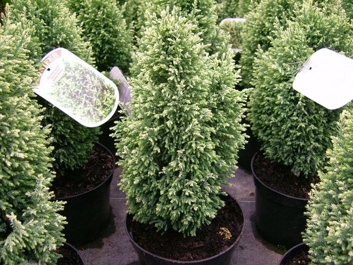 Chamaecyparis Snow White 3L