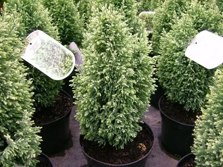 Chamaecyparis Snow White 3L