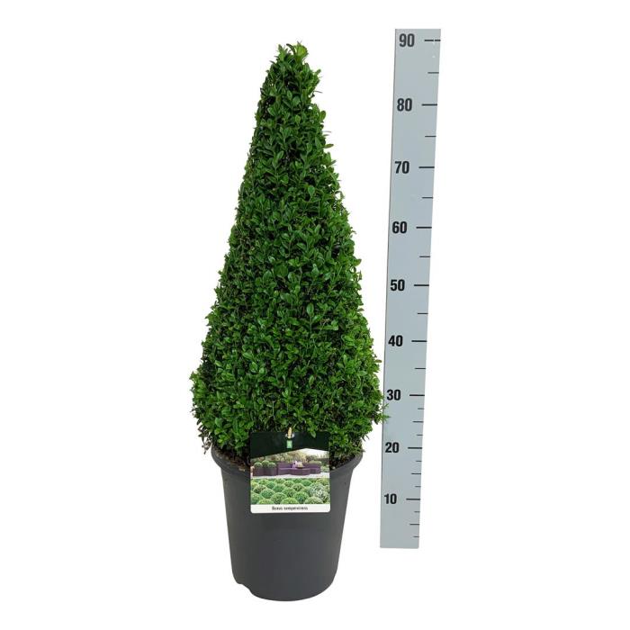 Buxus Sempervirens Pyramid 26cm - image 1