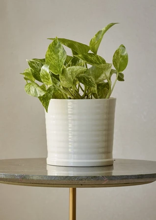 Belle Pot Cream 16CM - image 2
