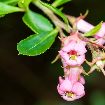 Escallonia Peach Blossom 3L