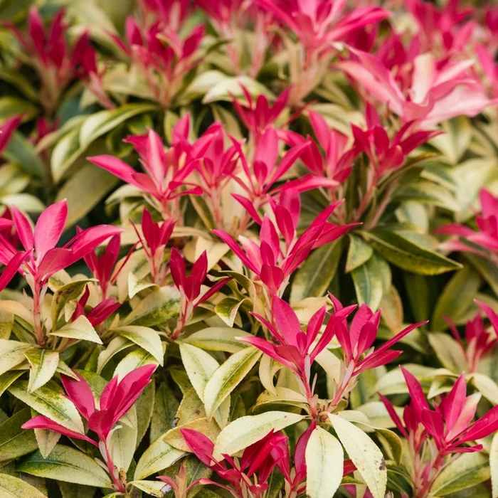 Pieris Japonica Forest Flame 7.5L