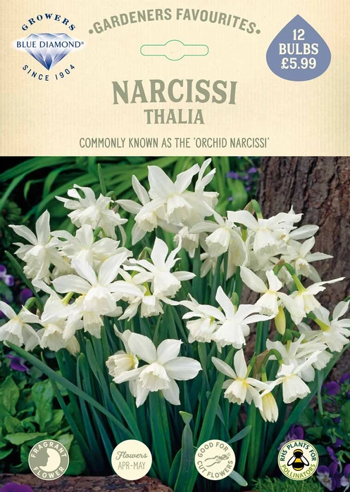 Narcissi Thalia GF - image 2