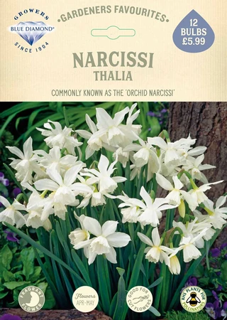 Narcissi Thalia GF - image 2