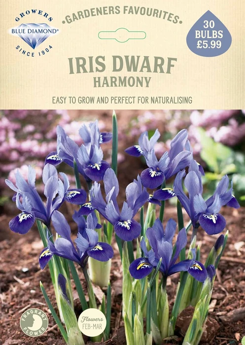 Iris Dwarf Harmony GF - image 2