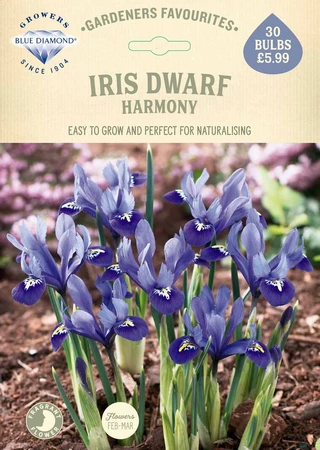 Iris Dwarf Harmony GF - image 2