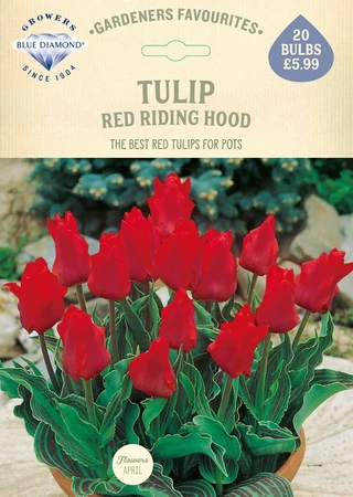 Tulip Red Riding Hood GF - image 2