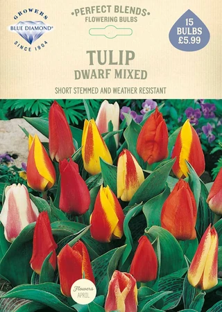 Tulip Dwarf Mixed PBR - image 2