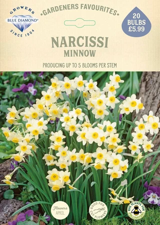 Narcissi Minnow GF - image 2
