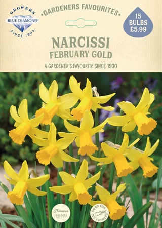 Narcissi February Gold GF - image 2