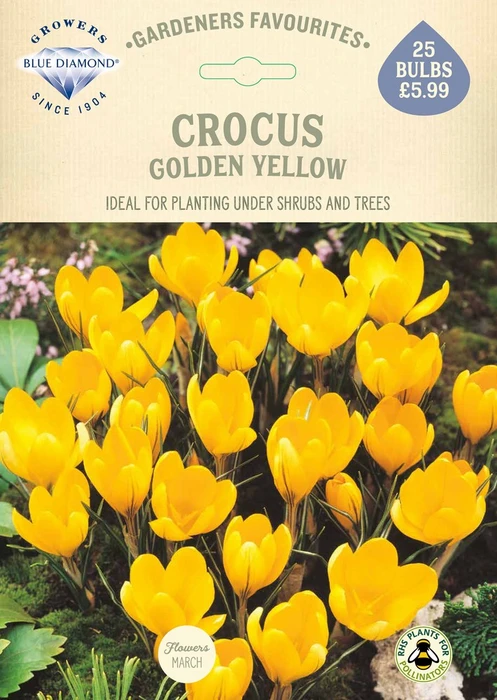 Crocus Golden Yellow GF - image 2