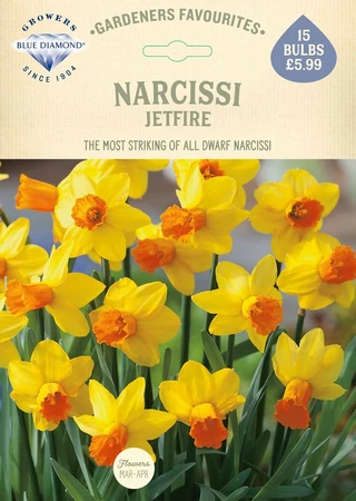 Narcissi Jetfire GF - image 2
