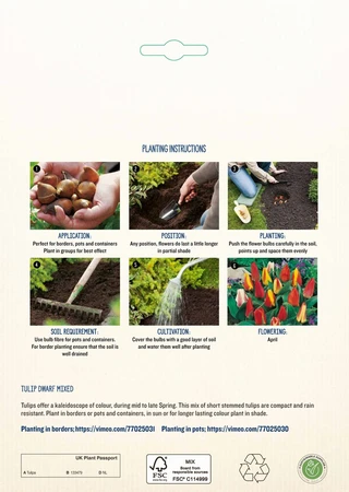 Tulip Dwarf Mixed PBR - image 4