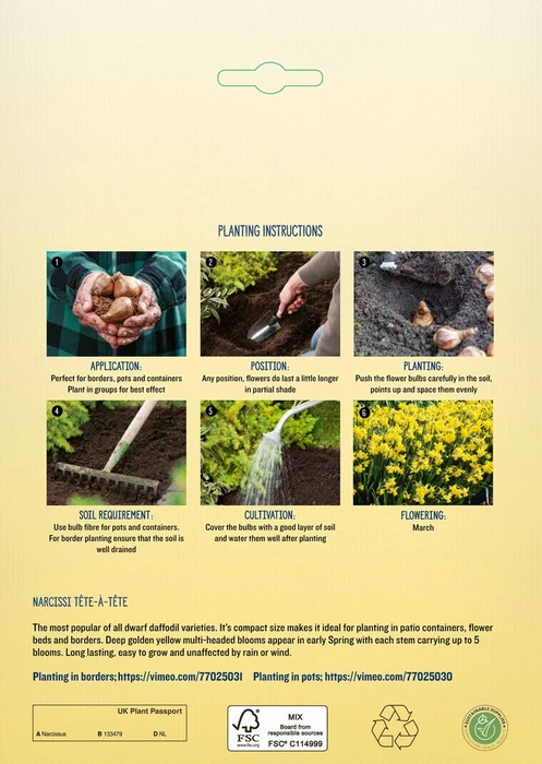 Narcissi Tete a Tete BR - image 4