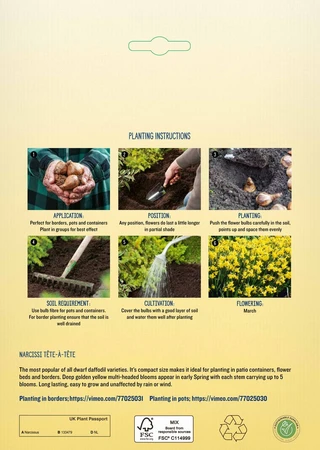 Narcissi Tete a Tete BR - image 4