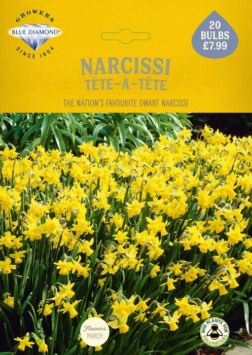 Narcissi Tete a Tete BR - image 2