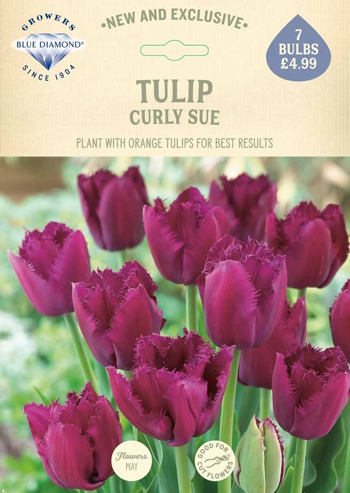 Tulip Curly Sue NE - image 2