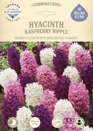 Hyacinth Raspberry Ripple CR - image 2