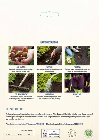 Tulip Queen of Night GF - image 4