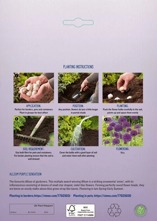 Allium Purple Sensation BR - image 4