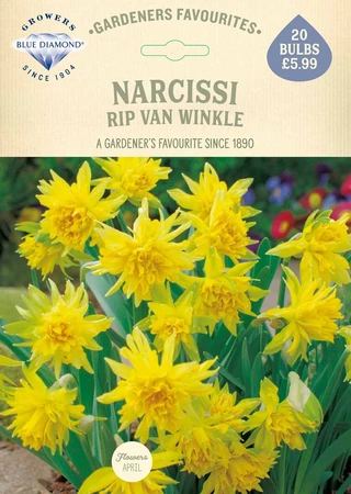 Narcissi Rip Van Winkle GF - image 2