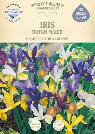 Iris Dutch Mixed PBR - image 2