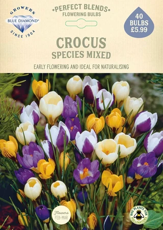 Crocus Species Mixed PBR - image 2