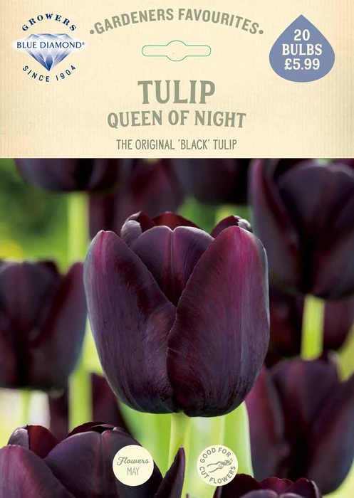 Tulip Queen of Night GF - image 2