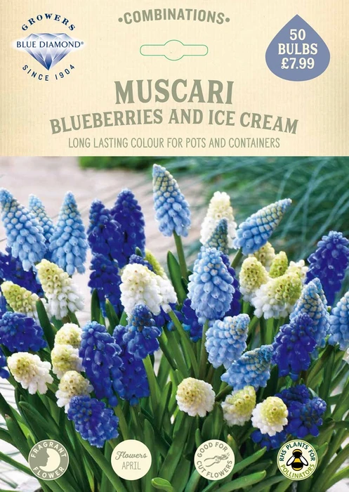 Muscari Blueberries And Ice Cream CR - image 2