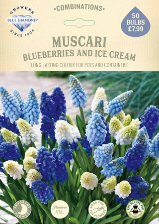 Muscari Blueberries And Ice Cream CR - image 2